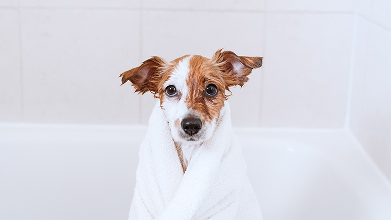 A wet dog wrapped in a towel sits in a bathtub.