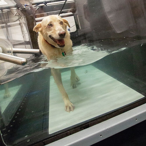 A dog walking in water undergoing aquatic therapy.