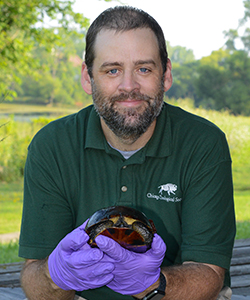 Dr. Matthew Allender holding a turtle with purple gloves on.