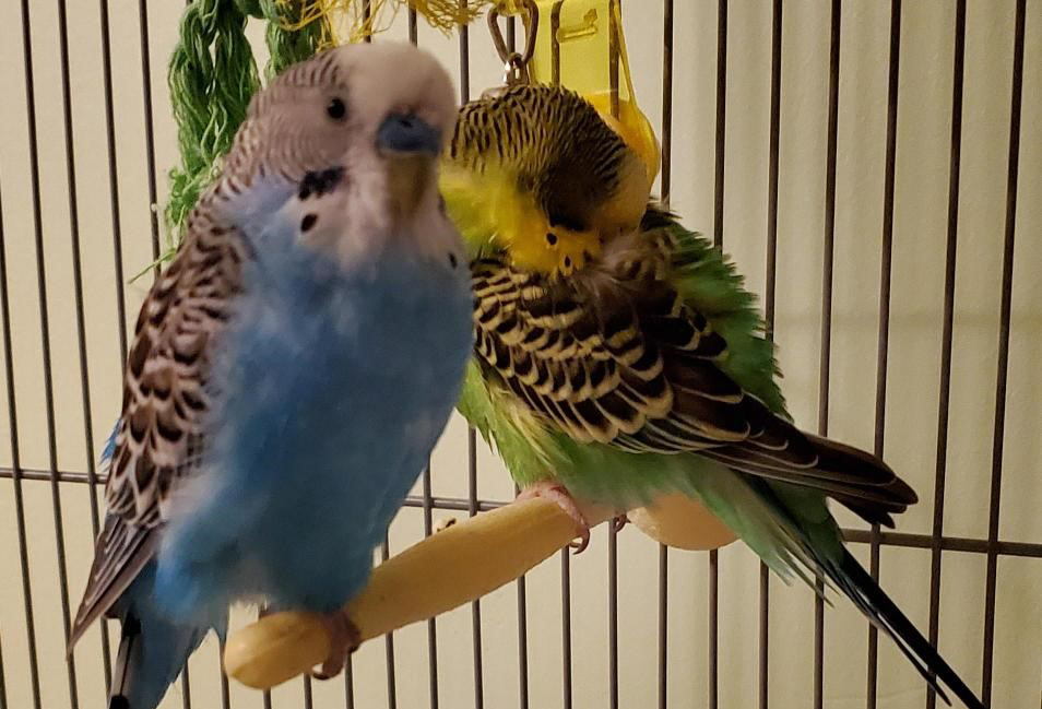 Conroy Falker's budgie parakeets