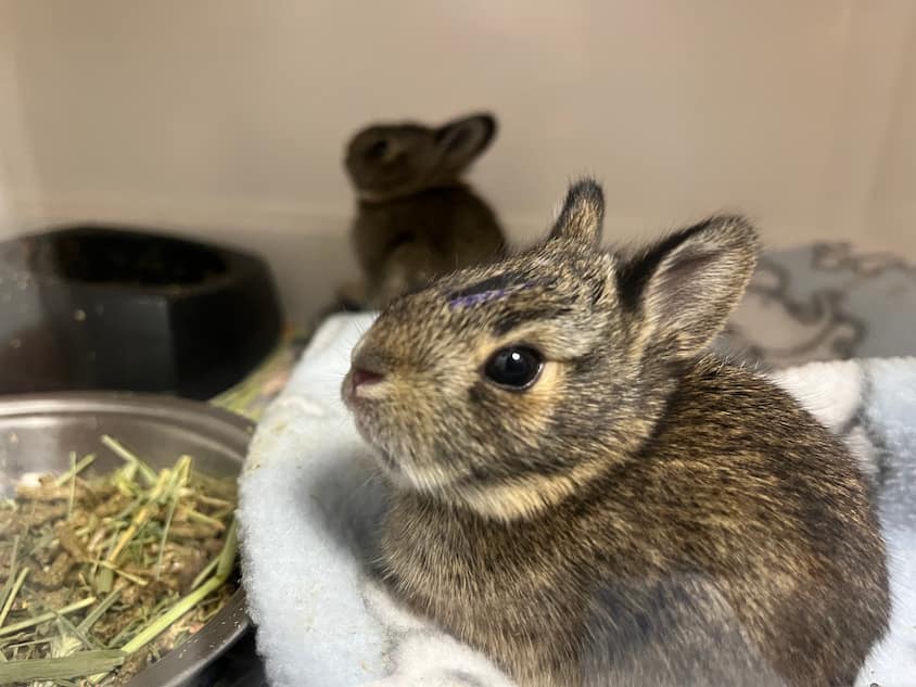 An Eastern Cottontail in a hospital enclosure.