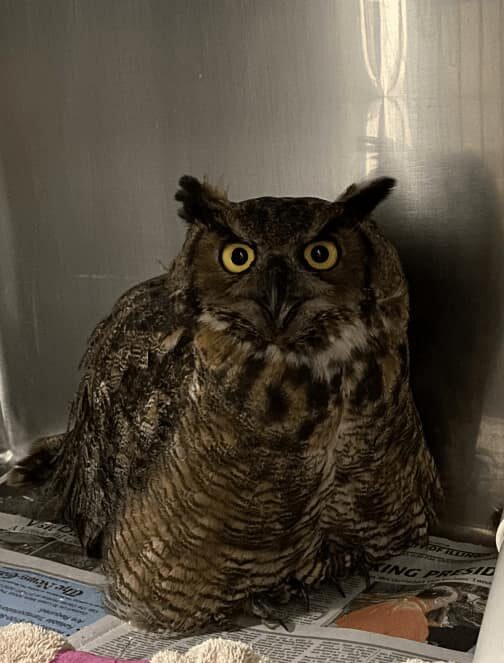 Great Horned Owl in a hospital enclosure.