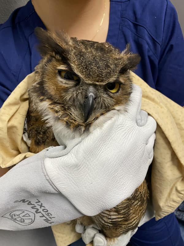 Great Horned Owl in hand upon intake to the Wildlife Medical Clinic.