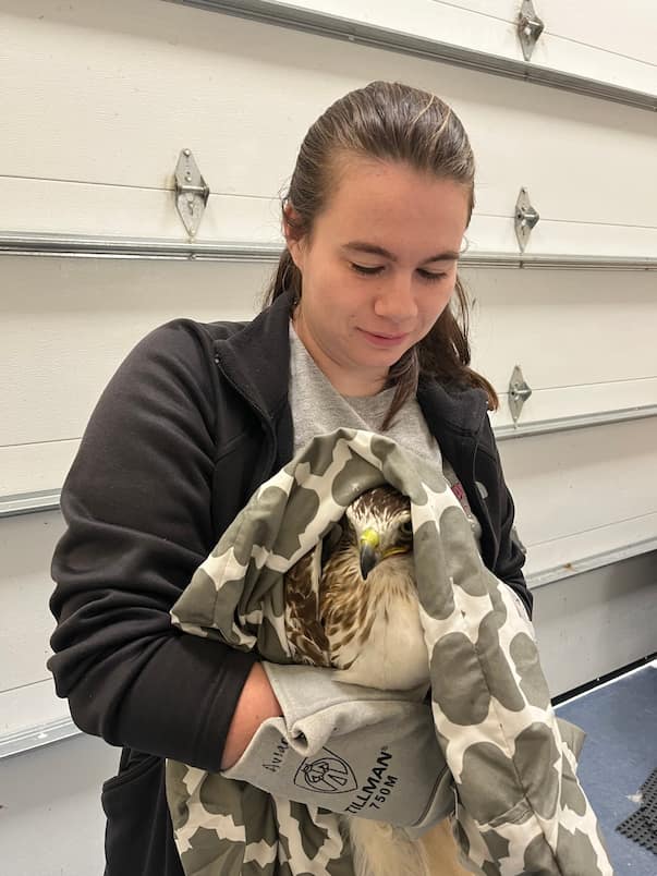 Wildlife Medical Clinic volunteer Alexa, restraining a red tailed hawk.