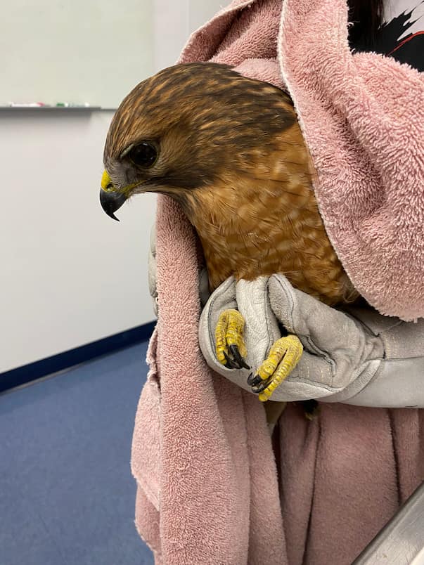 Red shouldered hawk wrapped in towel and feet restrained with thick gloves on.