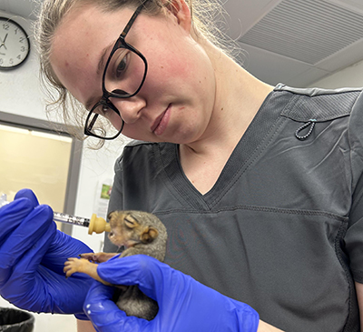 Wildlife Medical Clinic volunteer feeding a baby wildlife from a syringe.