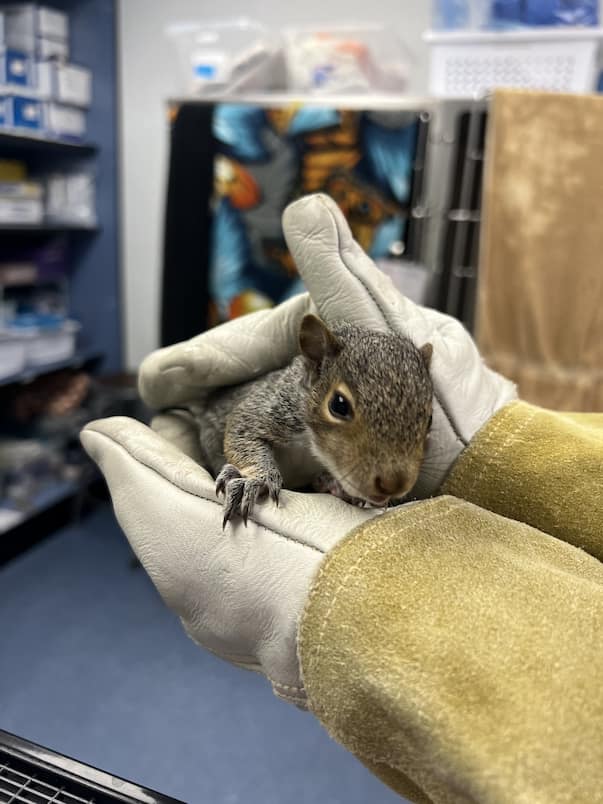 Eastern Gray Squirrel being held with thick gloves on as PPE.