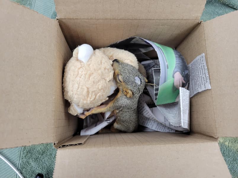 Young squirrel transported to clinic in box with newspaper and stuffed animal.