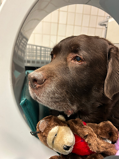 A dog cuddles with a toy while receiving pulsed signal therapy.