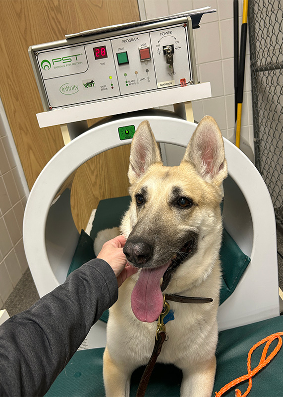 A dog receiving pulsed signal therapy 