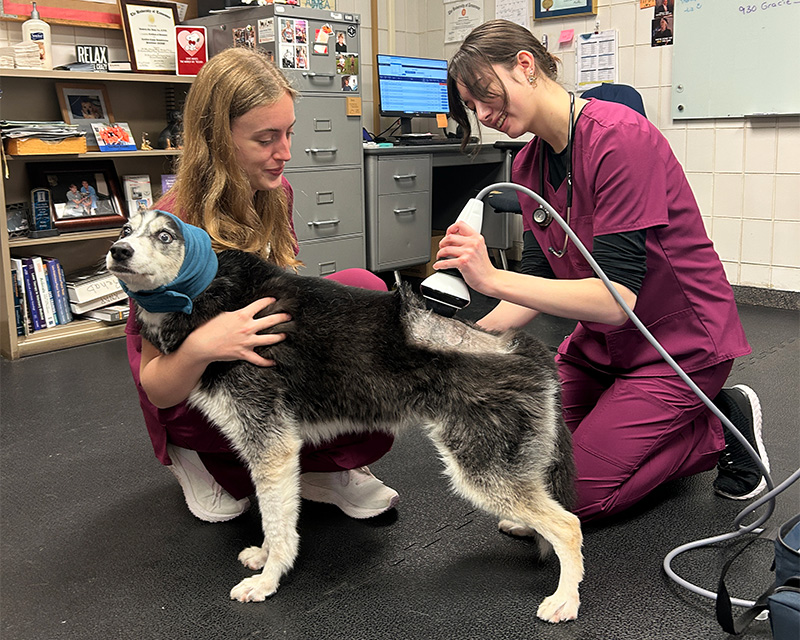 a patient receives shockwave therapy from veterinary students