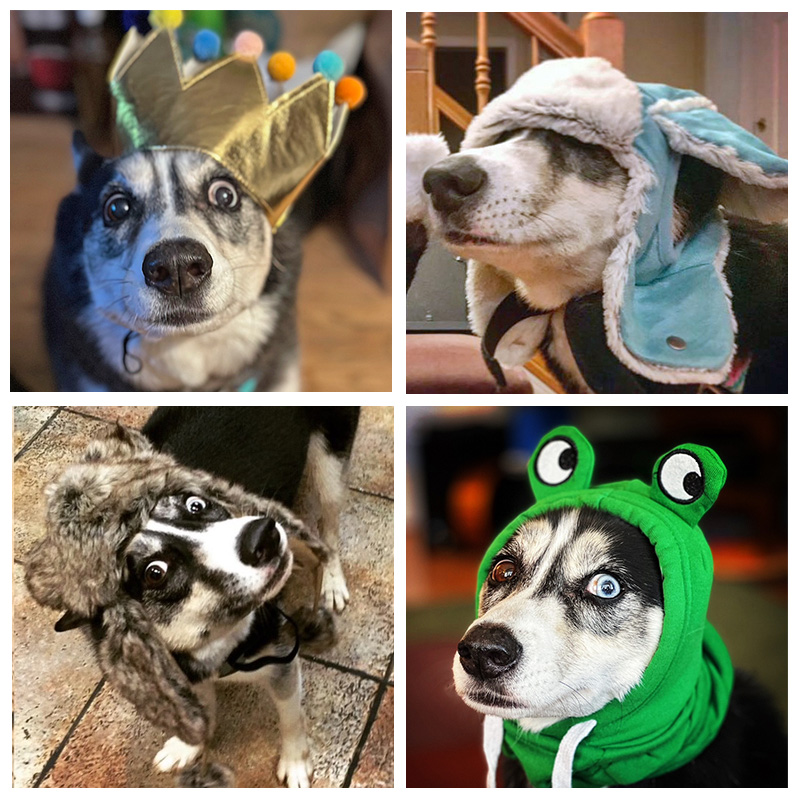 Four photos of a dog named Solo wearing different hats.