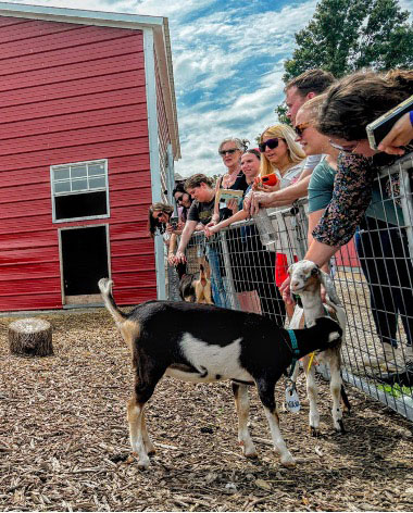 Nine people reach over a fence into a feed lot with three goats, petting and feeding the goats.