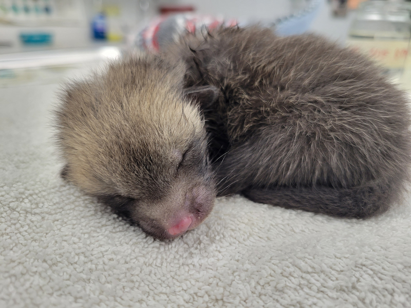 Baby red fox curled up asleep