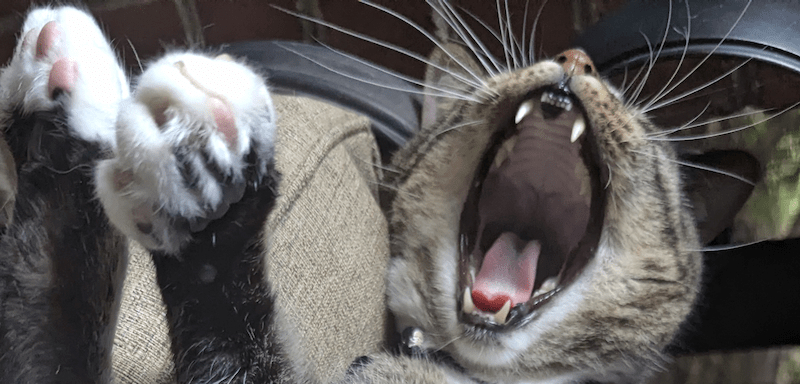 Cat yawning and showing off teeth