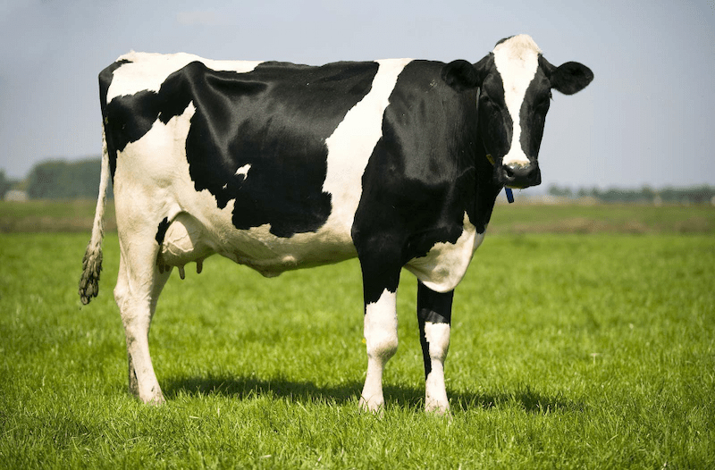 Picture of a cow on pasture for HawkTalk