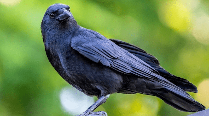 Picture of a crow for HawkTalk