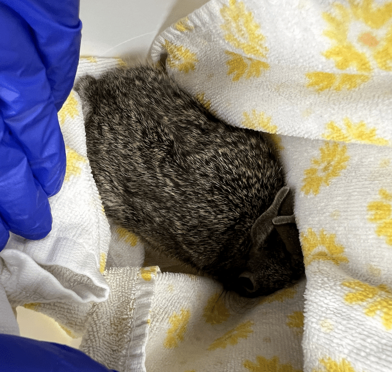 Initial presentation of an Eastern Cottontail with a bite wound from a cat