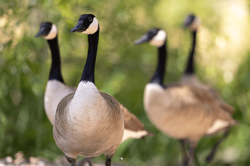 Canada Geese for HPAI HawkTalk