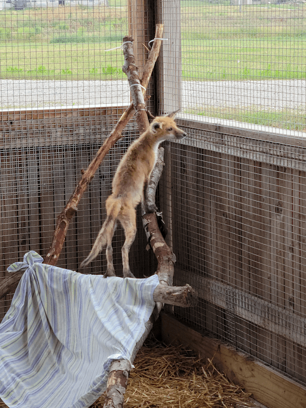 Red fox on hind legs looking out of outdoor enclosure