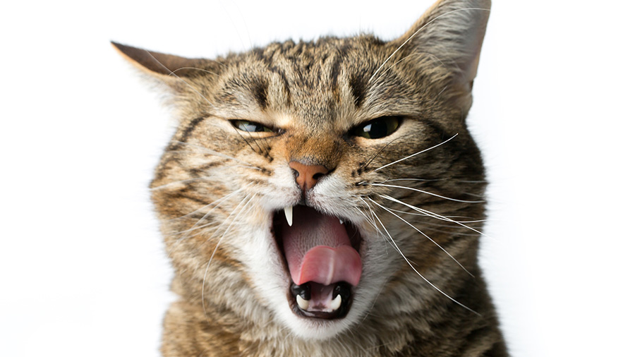 Closeup of a cat with its mouth open, showing teeth