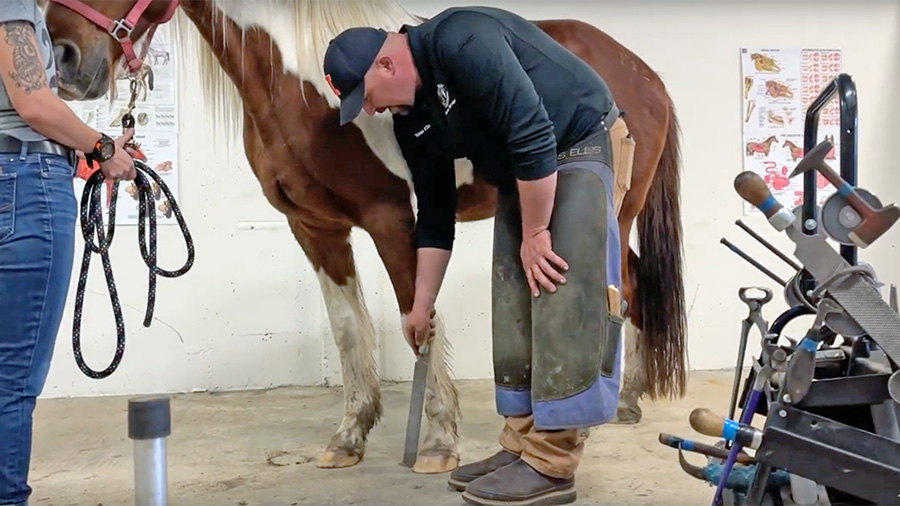 Tobias Ellis examines a horse's hoof to determine the best type of shoe for it.