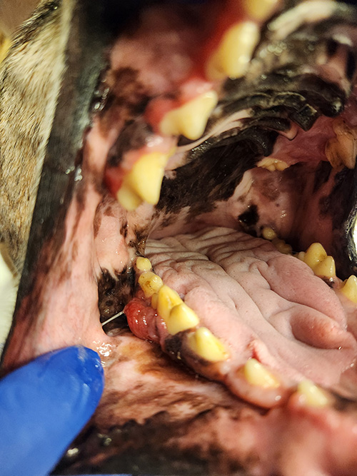 closeup of dog's open mouth with small tumor detected