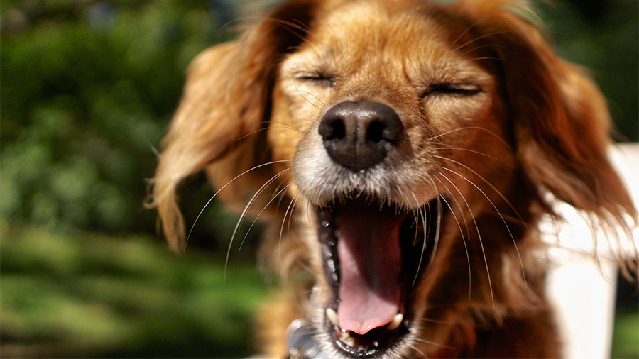 dog outdoors with eyes shut and mouth open