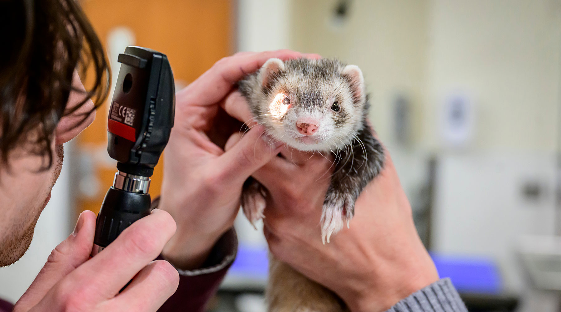 College of Veterinary Medicine Veterinary Medicine at Illinois