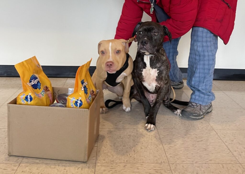 Two Pitbulls sitting beside a box of nonperishable dog food.