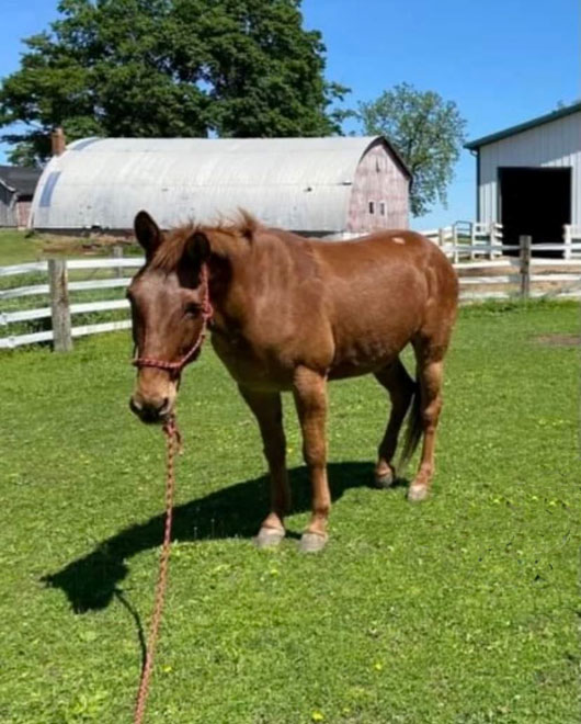 Art the mule stands in a field. He has moderate osteoarthritis in his neck and hind legs, detectable as a head tilt and ear tilt.