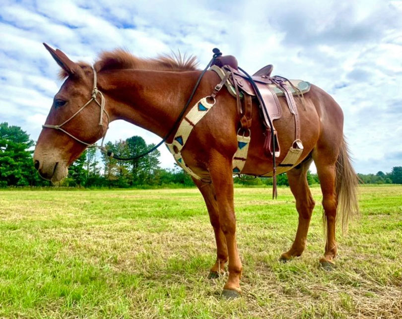 Art the mule stands in a grassy field wearing a saddle and displaying correct posture