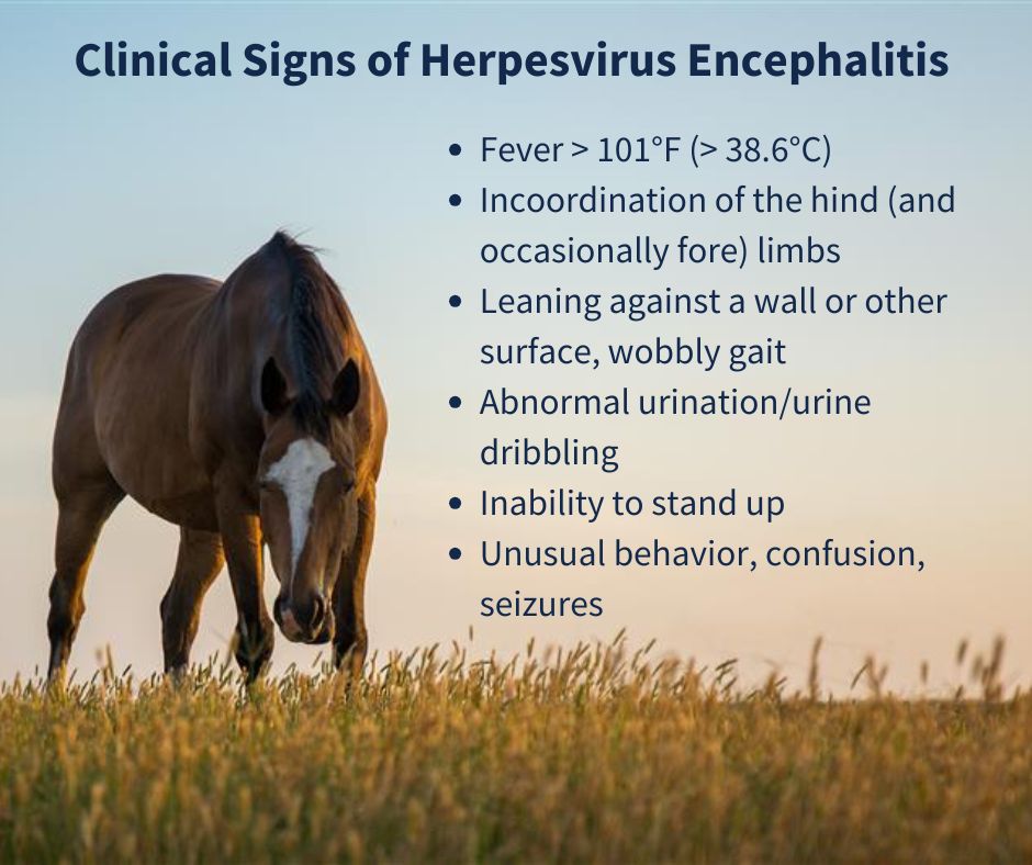 Clinical signs of Herpesvirus Encephalitis