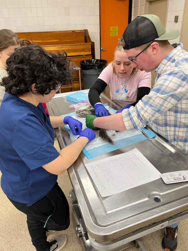 Several veterinary students are working with a squirrel