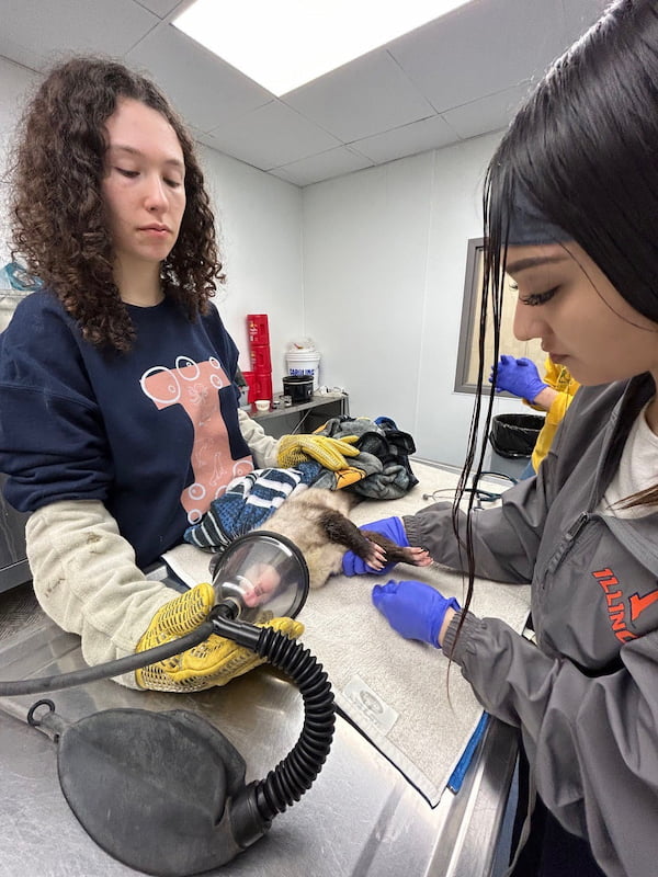 Two third-years working with an opossum under anesthesia