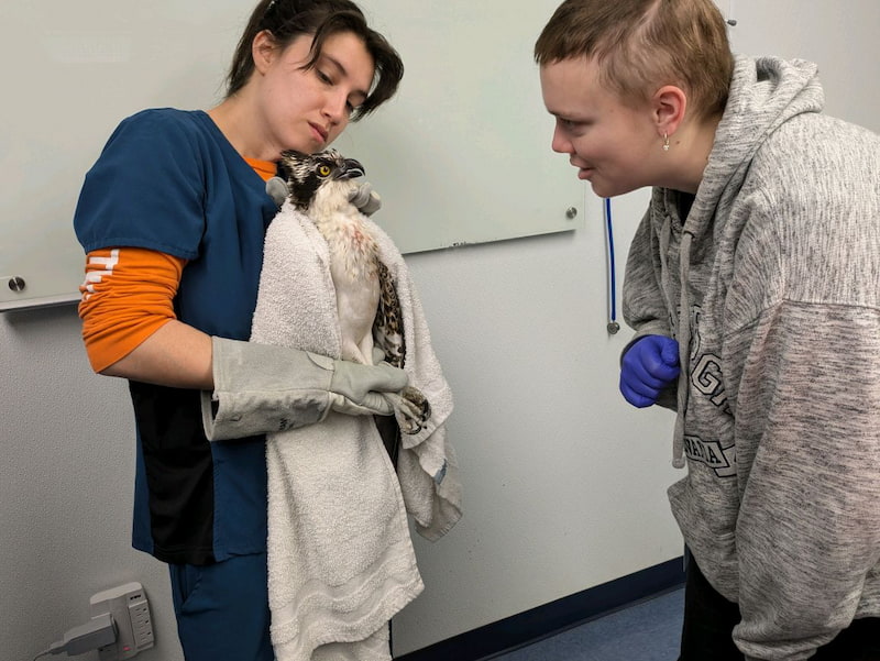 Two third year veterinary students are examining an osprey in the clinic