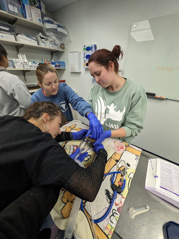 Several veterinary students are preparing anesthesia for a squirrel