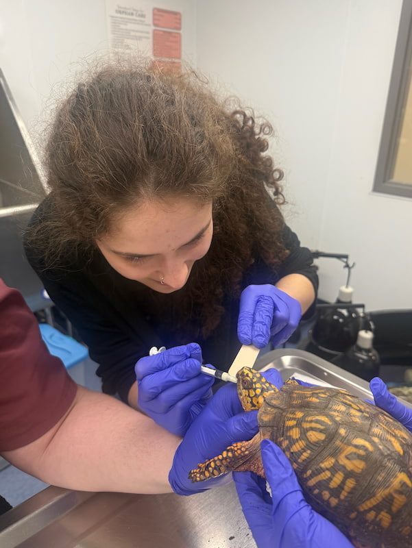 Alyssa giving oral medications to a box turtle