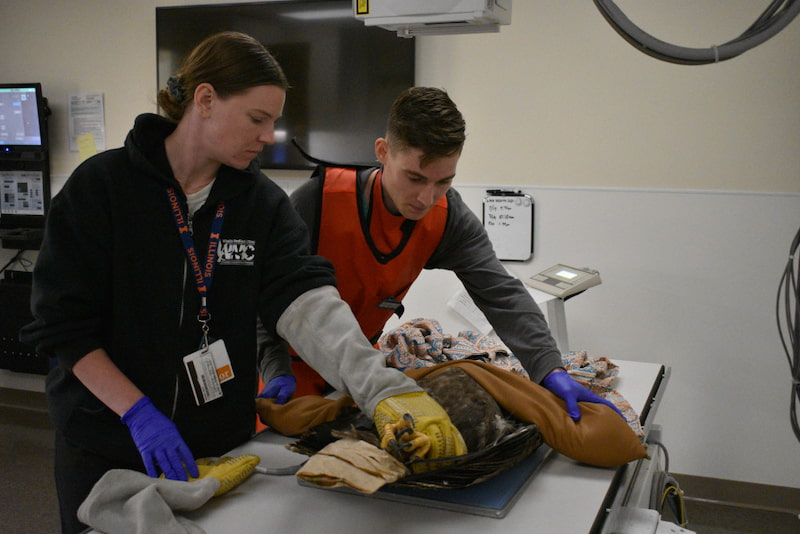 A veterinarian and Tyson are restraining an eagle for radiographs