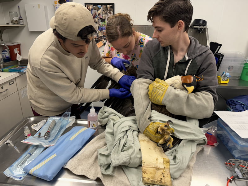 Veterinary students, including Tyson, are restraining and examining an eagle