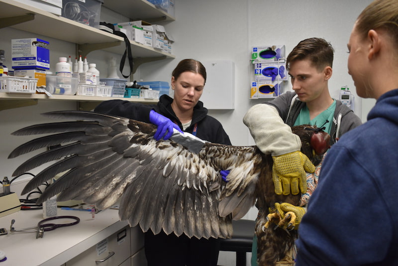 A veterinarian and two third-year veterinary students, including Tyson, are examining the wing of an eagle