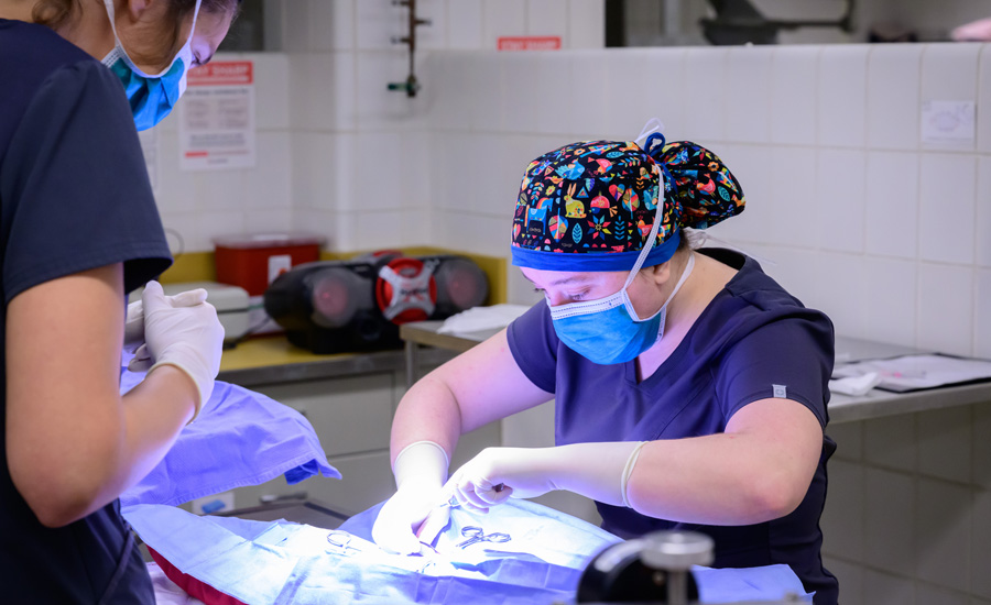 a veterinary student performs a neuter surgery on a pet at the University of Illinois. Photo by Fred Zwicky