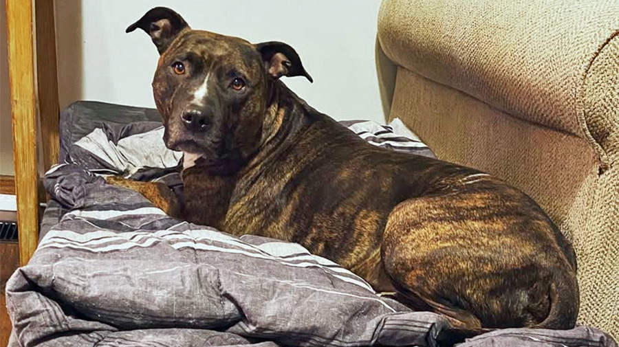 Brown pitbull "Petri" lies on a couch looking at camera.