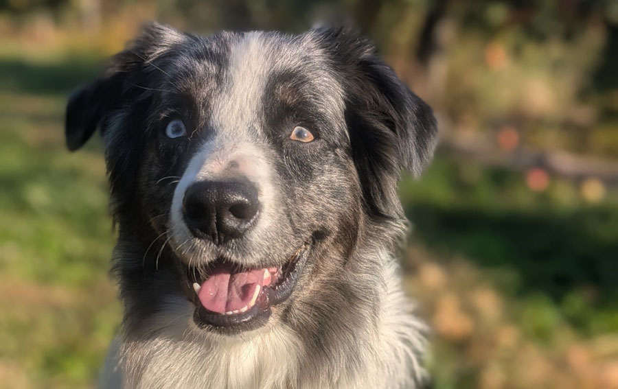 An Australian shepherd named Odyssey looks at the camera on a fall day