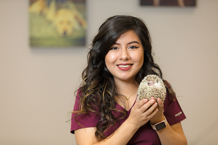 A veterinarian holding a hedgehog.