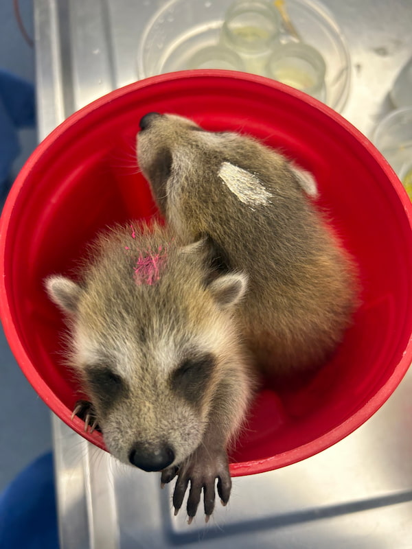 Two baby raccoon patients in a bucket.