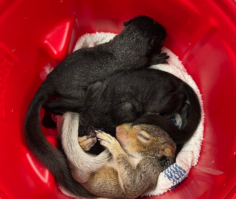Small plastic container with three baby squirrels curled up asleep.