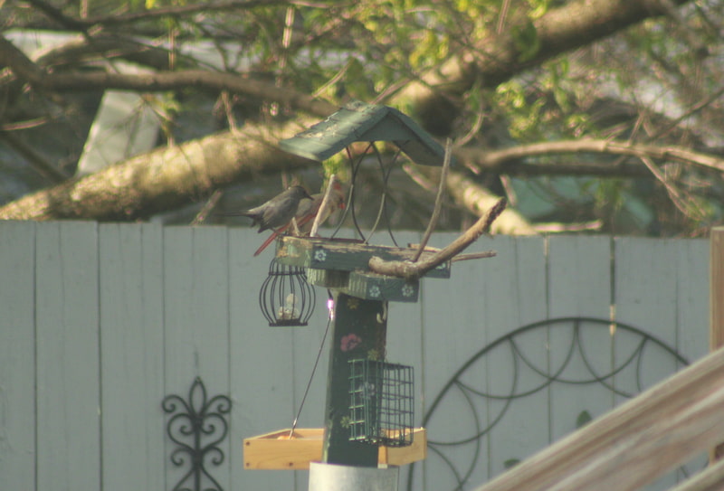 Bird perched on a backyard feeder
