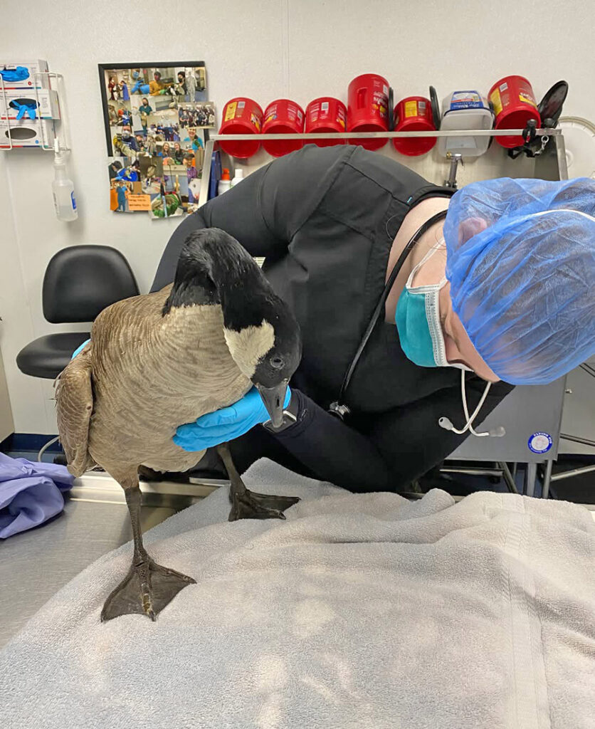 Veterinarian examining a Canada goose in a veterinary office setting.
