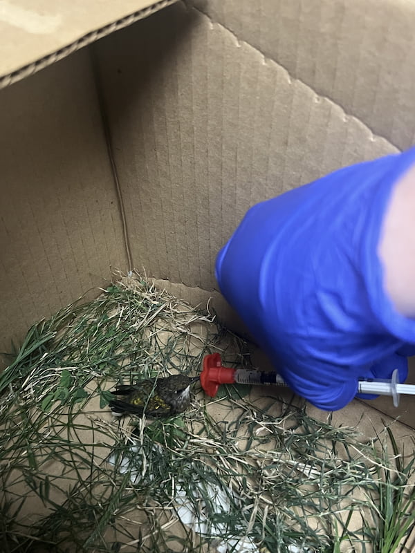 Hummingbird wildlife patient being hand fed via syringe with a small plastic flower tip in the box it arrived to the clinic in.